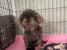Imperial Shih Tzu