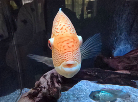 Severum 15cm