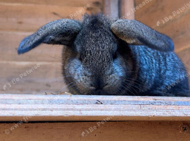 *  4 Gorgeous French Lop &times; Continental Cross Baby Bunnies
