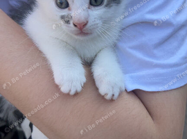 Kittens for sale
