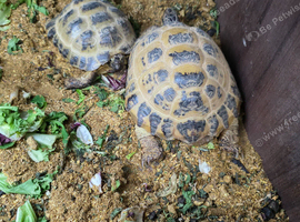 Male and Female Horsefield Tortoises
