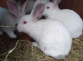 New Zealand baby rabbits