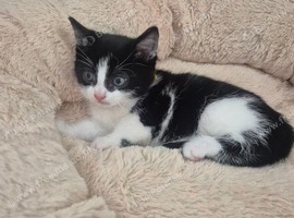 5 tuxedo kittens