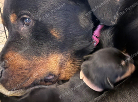 Rottweiler pups