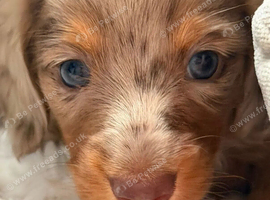 KC Miniature longhaired dachshunds for sale