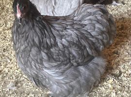 Bantam Orpingtons for sale