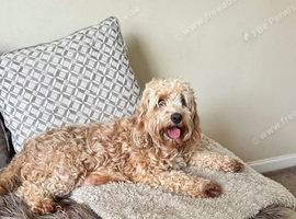 Cockapoo F1B puppies