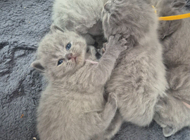 Beautiful lilac kittens