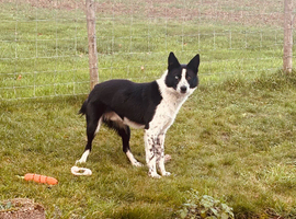Working border collie - 15 months old