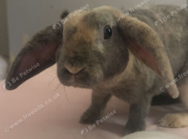boy bunny