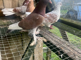 fantail and tumblers
