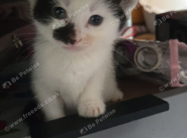 female kittens ready