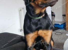Rottweiler male