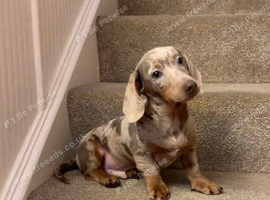 Isabella and cream dapple miniature dachshund boy
