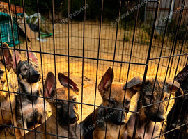 Dutch &times; German Shepherd Puppies for Sale