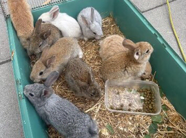 Baby rabbits for sale