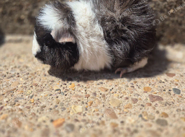 Lunkarya guinea pig buck