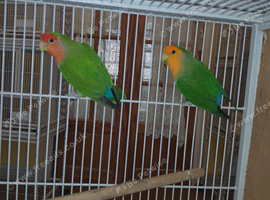 Lovebird pair &pound;50