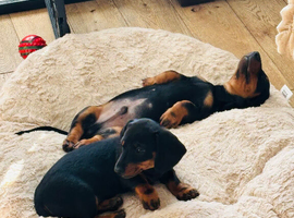 Puppy 10 week Dachshund Doxie Thelma