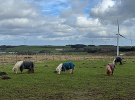 Shetlands or mini cobs