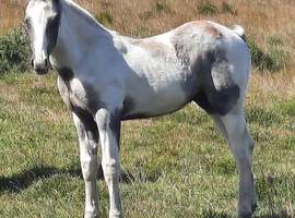 Appaloosa x colt foals available
