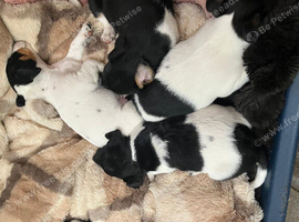 Jack Russell puppies
