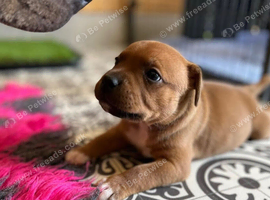 Red Staffordshire bull terrier puppies