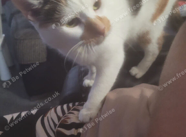9 year old female cat