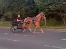 Rising 3 flashy mare 15h
