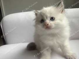GCCF RAGDOLL 3 FEMALES AND  1 MALE