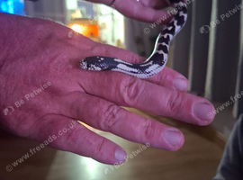 Female king snake for sale with full set up