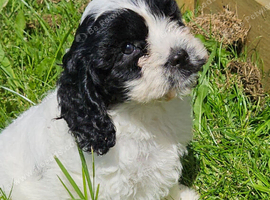 Beautiful cockapoo x cavalier puppies for sale