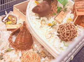 Hamster with full set up