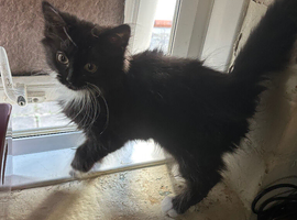 Female kitten black white long hair