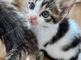 READY NOW TABBY AND WHITE MALE KITTEN
