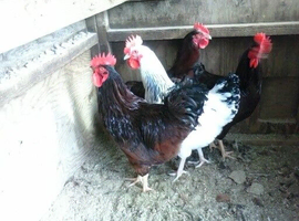 Eggs for hatching available now