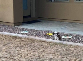 Miniature size Shih Tzu