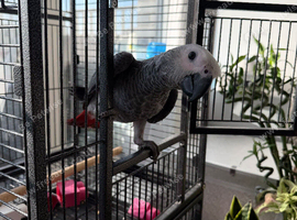 4 Months Hand Reared African Grey Parrot
