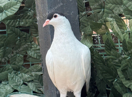 afghan pigeons