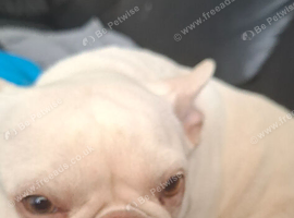 White pink frenchie