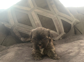 Shitzue puppies