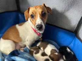 Jack Russel Puppy&rsquo;s