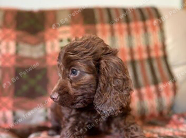 For sale genetically clear cockapoo