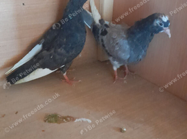 2 young rollers