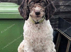 Spanish Water Dog RKC register