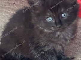 2 girl kitten's left