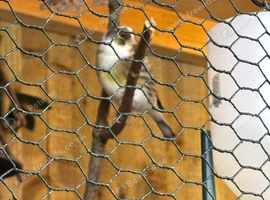 Goldfinch mule