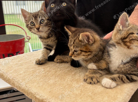 Beautiful Kittens Male and Female