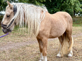 Quiet youngster palomino