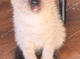 Siamese x ragdoll